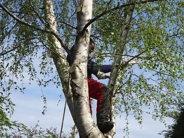 Professional Tree Services in Albion, MI